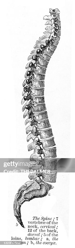 The spine engraving anatomy 1872