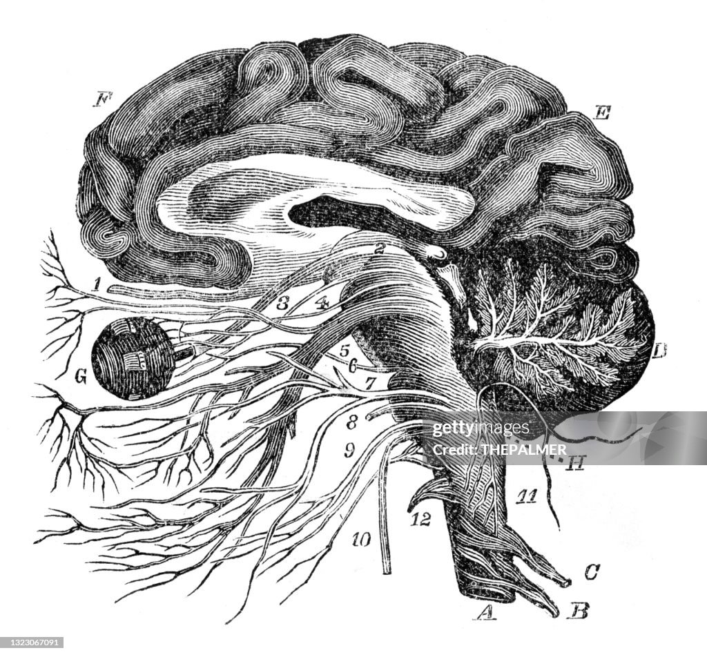 Brain nervous ocular system engraving anatomy 1872