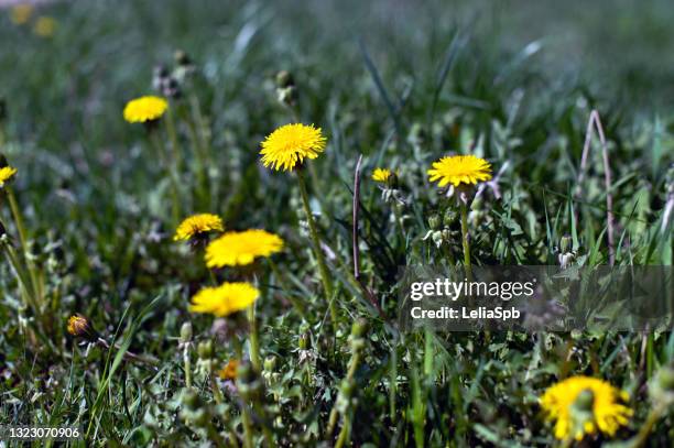 dandelions on a meadow on a sunny day - dandelion leaf stock pictures, royalty-free photos & images