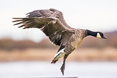 Dark Cackling Goose Prepares to Land in Oregon Refuge