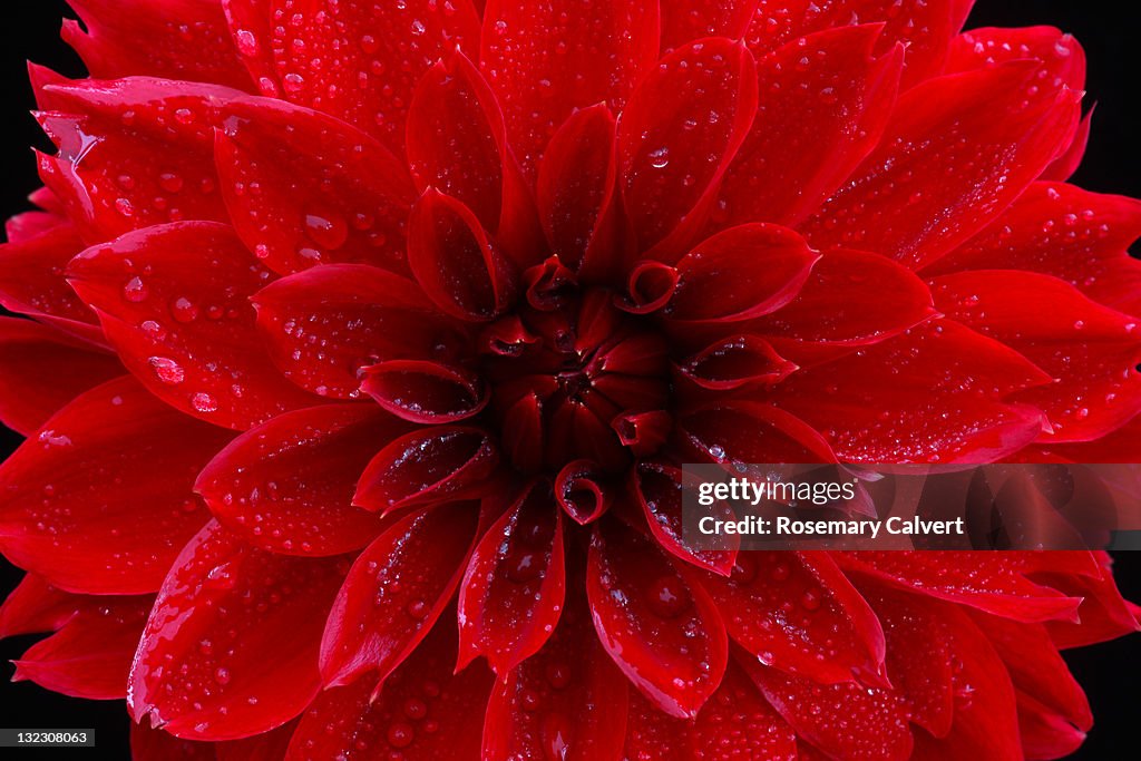 Flame red dahlia with water drops in close-up.