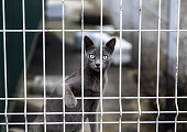 Stray locked up cat
