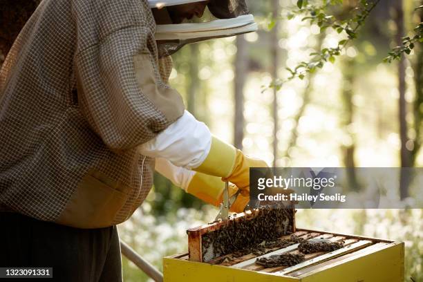 a father and son bee keeping - queen bee stock pictures, royalty-free photos & images