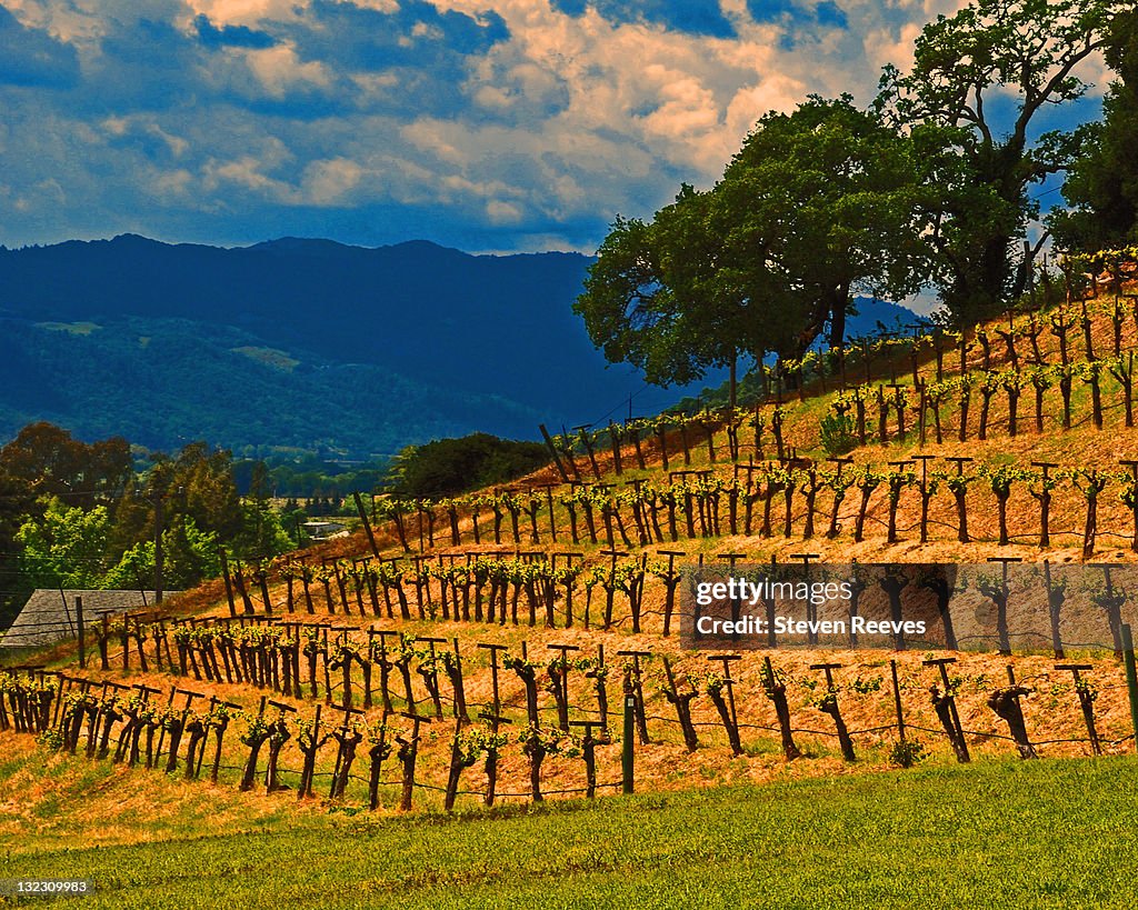 Napa vineyard