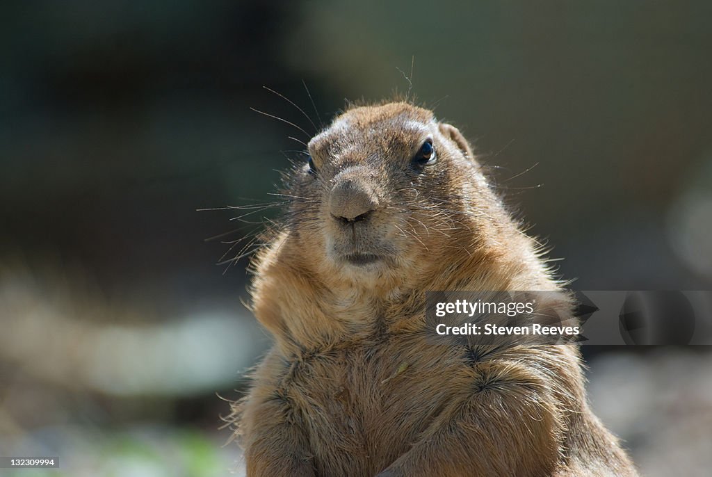 Prairie Dog