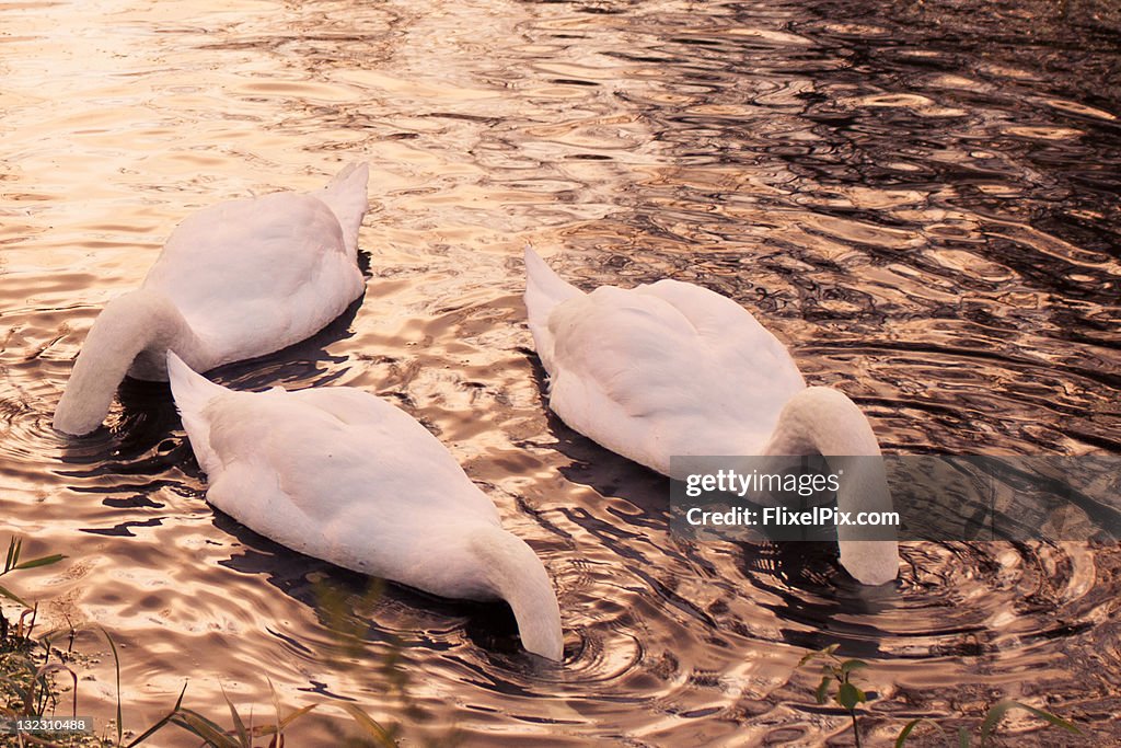 Hiding swans