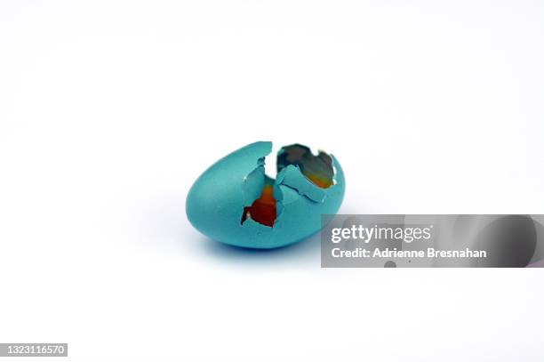robin’s egg after hatching - robin egg stock pictures, royalty-free photos & images