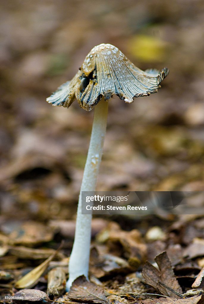 Mushroom