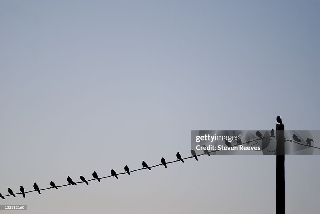 Row of birds on wire