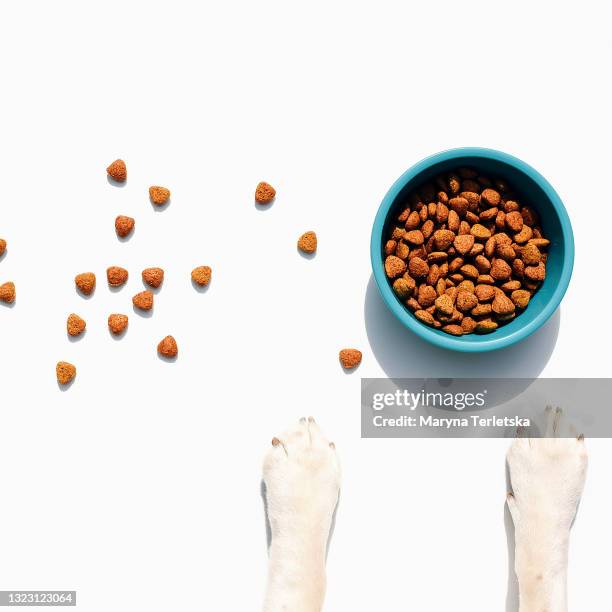 a dog with paws near a bowl of food. - man standing white background stock-fotos und bilder