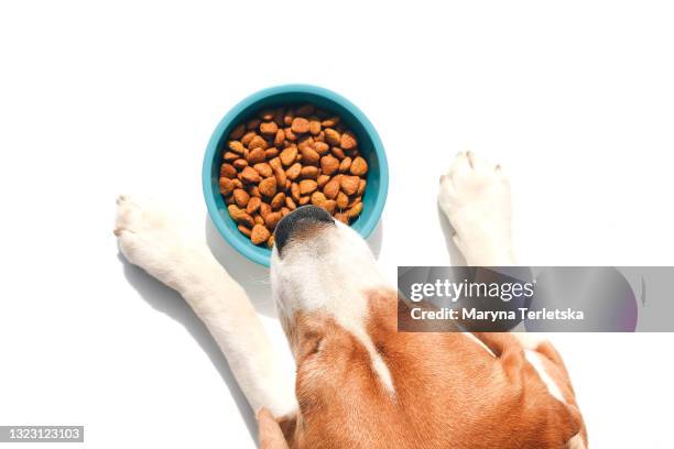 a dog with paws near a bowl of food. - dog bowl photos et images de collection