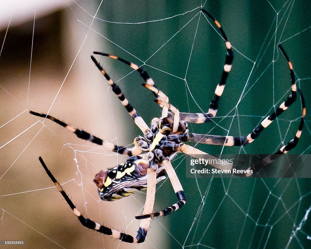 Orb Spider