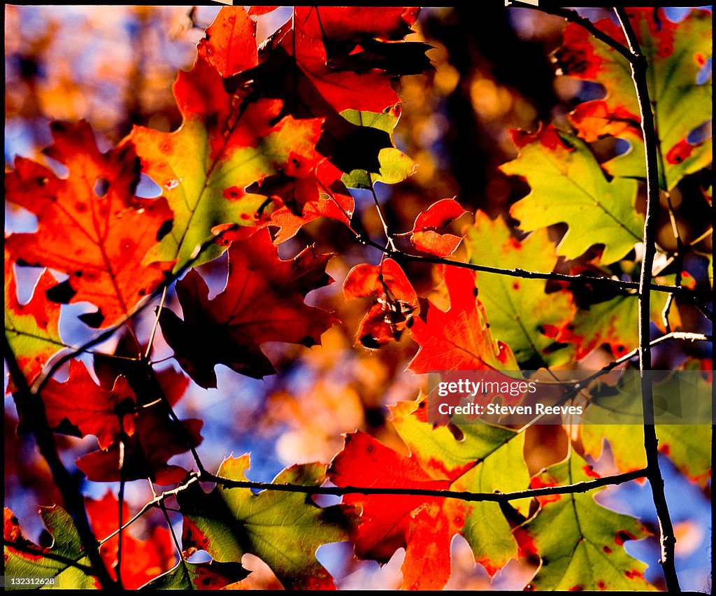 Fall leaves