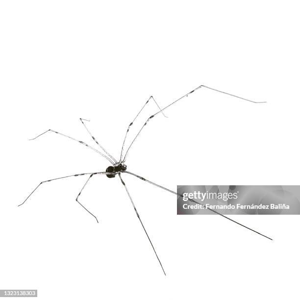 Long legs on spider hi-res stock photography and images - Alamy