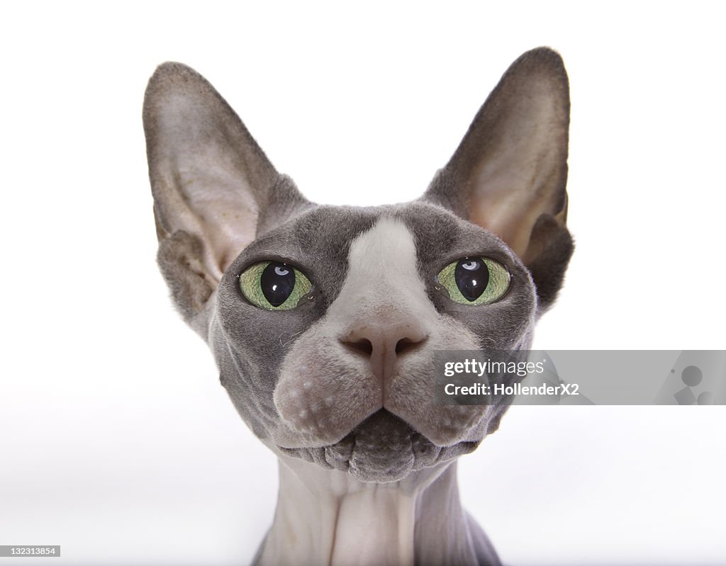 Sphynx Cat