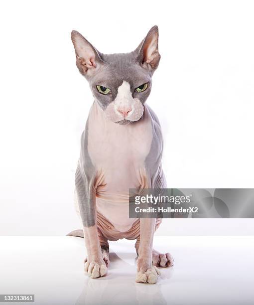 sphynx cat with angry expression - angry cat stock pictures, royalty-free photos & images