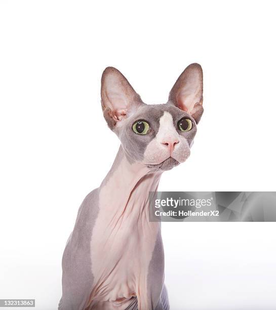 sphynx cat with surprised expression - sphynx hairless cat imagens e fotografias de stock