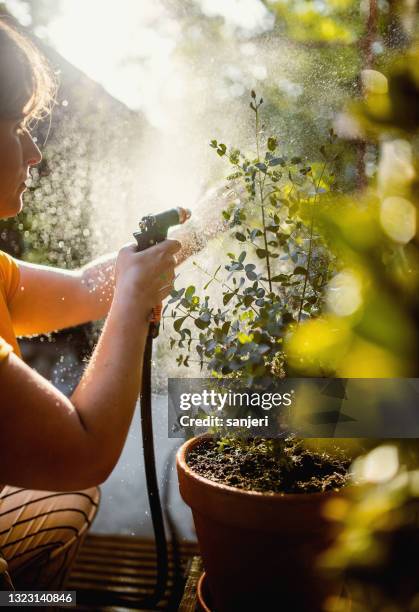 mujer cuidando las plantas - árbol de eucalipto fotografías e imágenes de stock