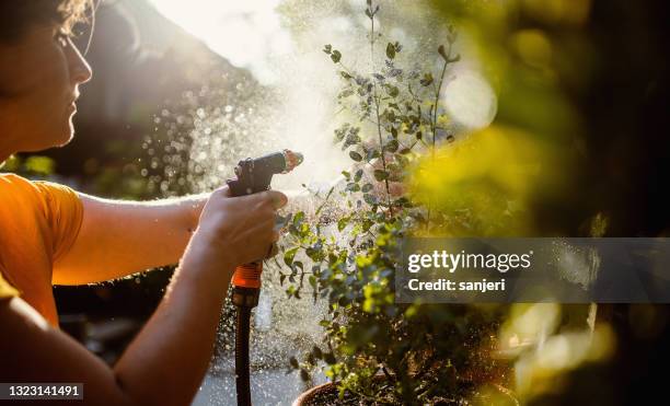 frau kümmert sich um pflanzen - watering plants stock-fotos und bilder