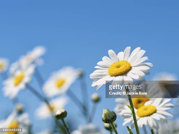 summer daisies - margarita fotografías e imágenes de stock