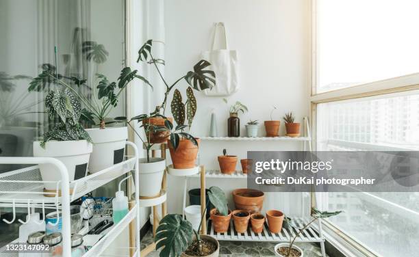 beautiful plants in balcony - morning dew flower garden stock-fotos und bilder