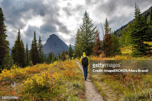 hiker on a trail between trees and bushes in autumn colors, hiking to upper two medicine lake, glacier national park, montana, usa - two medicine lake montana stock pictures, royalty-free photos & images
