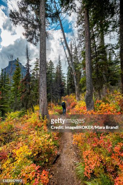 hiker on a trail between trees and bushes in autumn colors, hiking to upper two medicine lake, glacier national park, montana, usa - two medicine lake montana stockfoto's en -beelden