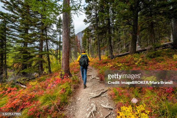 hiker on a trail between trees and bushes in autumn colors, hiking to upper two medicine lake, glacier national park, montana, usa - two medicine lake montana photos et images de collection