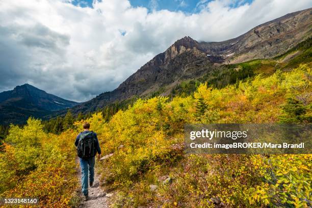 hikers on a trail through mountain landscape, bushes in autumn colors, hiking to upper two medicine lake, glacier national park, montana, usa - two medicine lake montana stock pictures, royalty-free photos & images