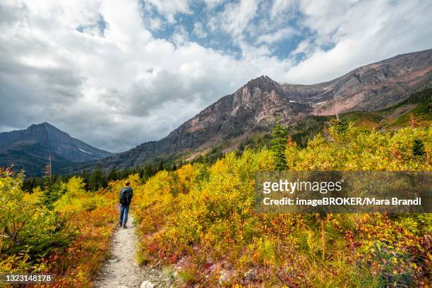 hikers on a trail through mountain landscape, bushes in autumn colors, hiking to upper two medicine lake, glacier national park, montana, usa - two medicine lake montana stockfoto's en -beelden