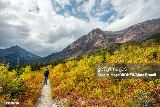 hikers on a trail through mountain landscape, bushes in autumn colors, hiking to upper two medicine lake, glacier national park, montana, usa - two medicine lake montana stock pictures, royalty-free photos & images