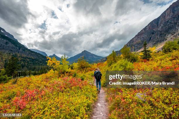 hikers on a trail through mountain landscape, bushes in autumn colors, hiking to upper two medicine lake, glacier national park, montana, usa - two medicine lake montana stock pictures, royalty-free photos & images