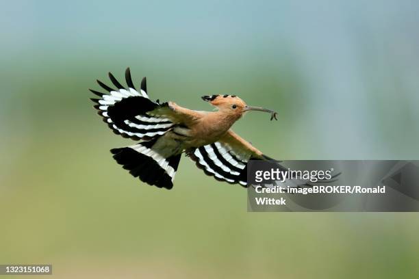 hoopoe (upupa epops) in flight with food, rhineland-palatinate, germany - abubilla fotografías e imágenes de stock