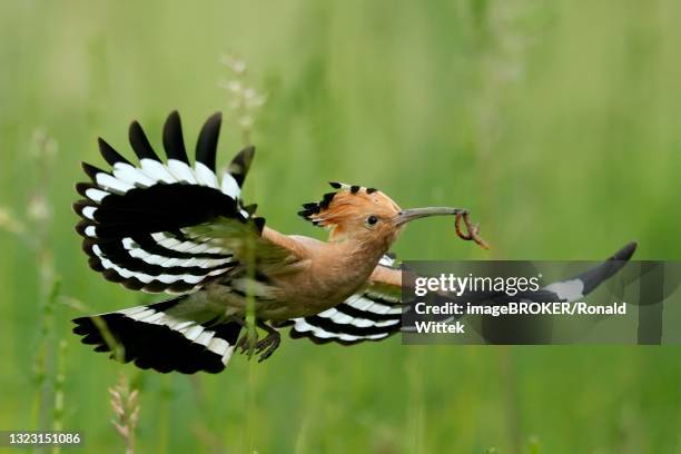 hoopoe (upupa epops) in flight with food, rhineland-palatinate, germany - hoopoe stock pictures, royalty-free photos & images