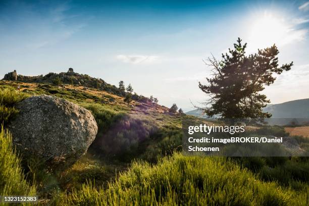 mont lozere, gorges du tarn, parc national des cevennes, cevennes national park, lozere, languedoc-roussillon, occitanie, france - cevennes stock pictures, royalty-free photos & images