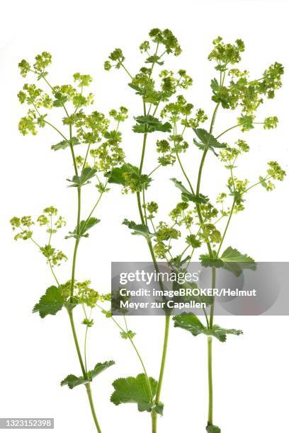 blossoms of lady's mantle (alchemilla) on white background, studio shot, germany - pie de león fotografías e imágenes de stock