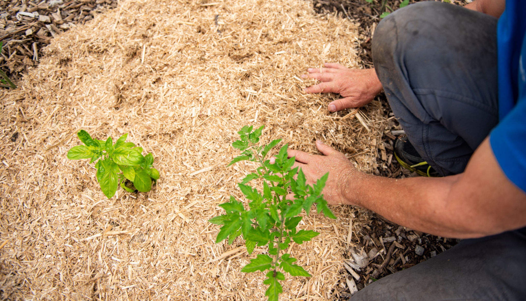 mulching techniques
