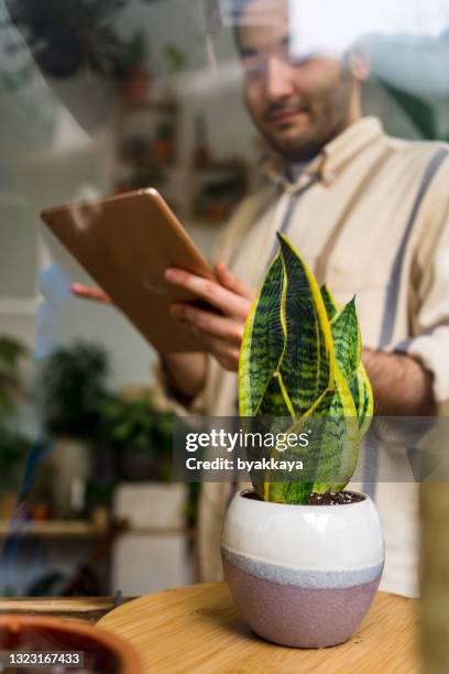 男性の花屋、中小企業の花屋の所有者は、花や植物に対してラップトップで作業しながら、デジタルタブレットを使用しています。株式のチェック、顧客の注文の受け取り、オンラインでの� - sansevieria ストックフォトと画像