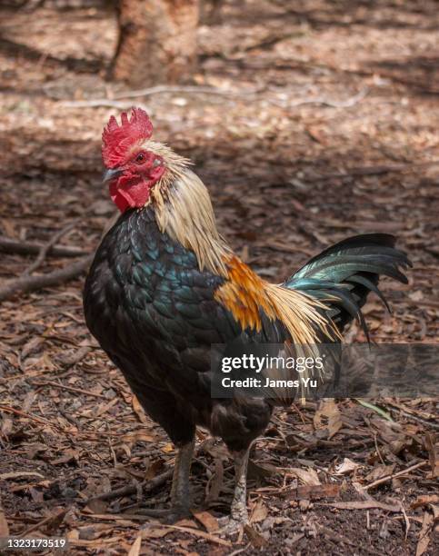 Cock Feed High-Res Stock Photo