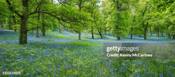 perth - kinclaven bluebell woods - bluebell wood foto e immagini stock