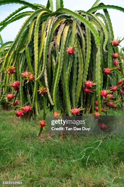 pitaya farm - dragon fruit farm in vietnam - röd pitahayafrukt bildbanksfoton och bilder