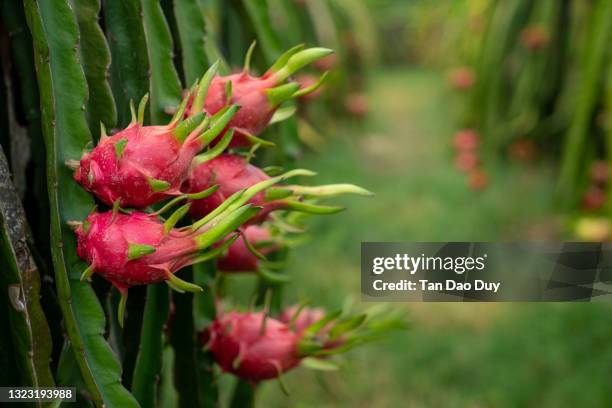 pitaya farm - dragon fruit farm in vietnam - pitaya stock pictures, royalty-free photos & images
