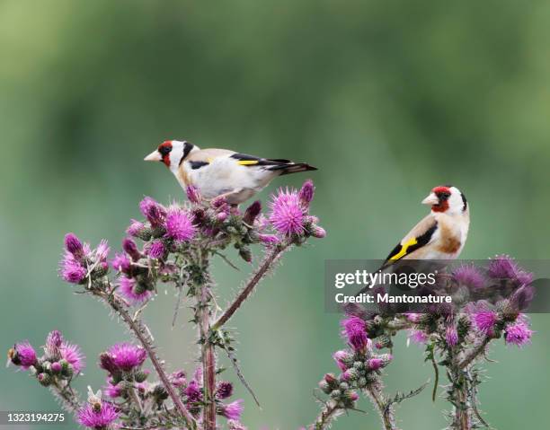european goldfinch (carduelis carduelis) feeding on thistle - carduelis carduelis stock pictures, royalty-free photos & images