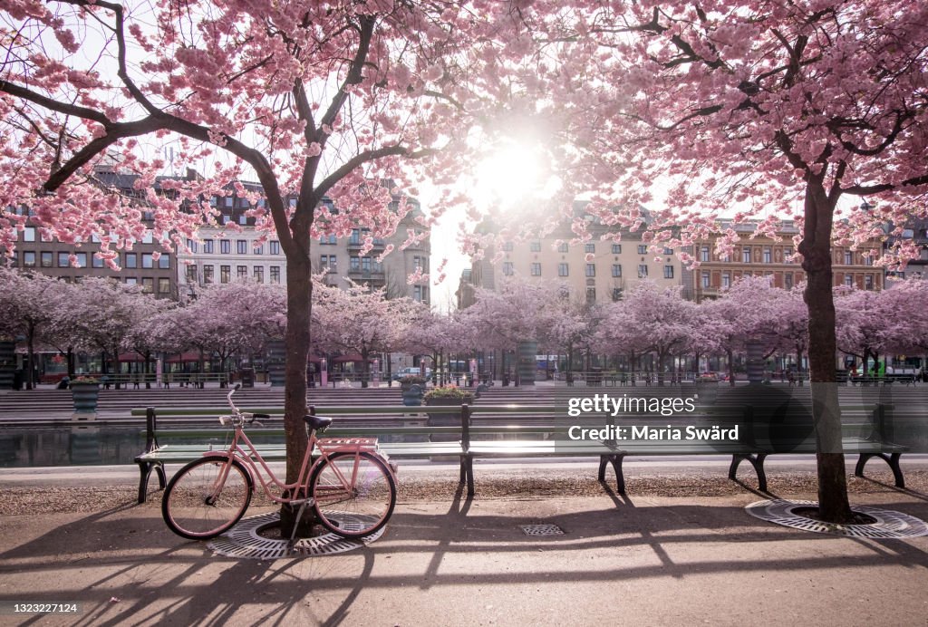 Cherry blossoms and pink bike at Kungsträdgården, Stockholm