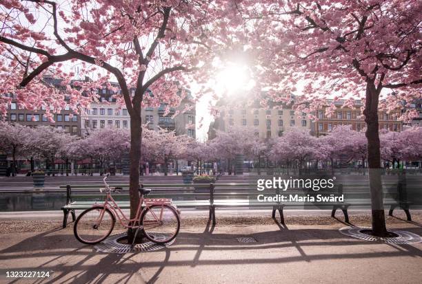 cherry blossoms and pink bike at kungsträdgården, stockholm - stockholm stock pictures, royalty-free photos & images