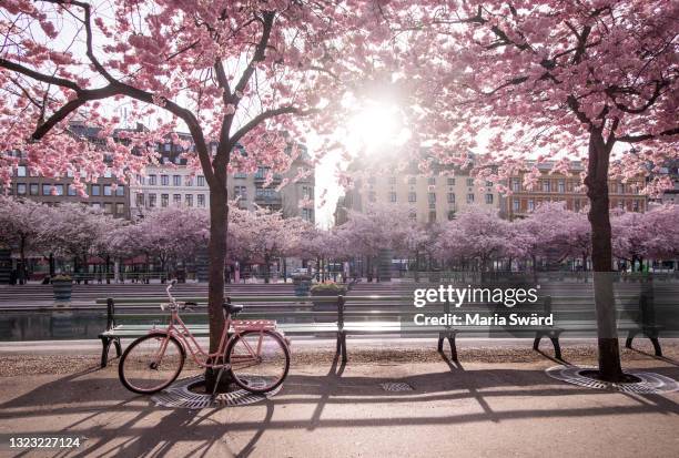 cherry blossoms and pink bike at kungsträdgården, stockholm - estocolmo - fotografias e filmes do acervo