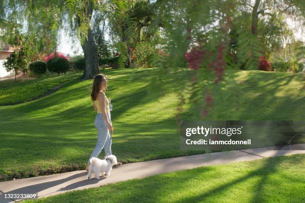 walking the dog - escondido, california stock pictures, royalty-free photos & images