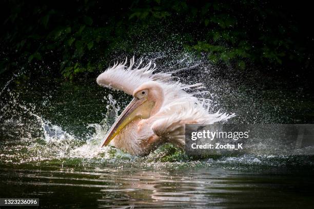 pelican that has just landed on water surface - lake malawi stock pictures, royalty-free photos & images