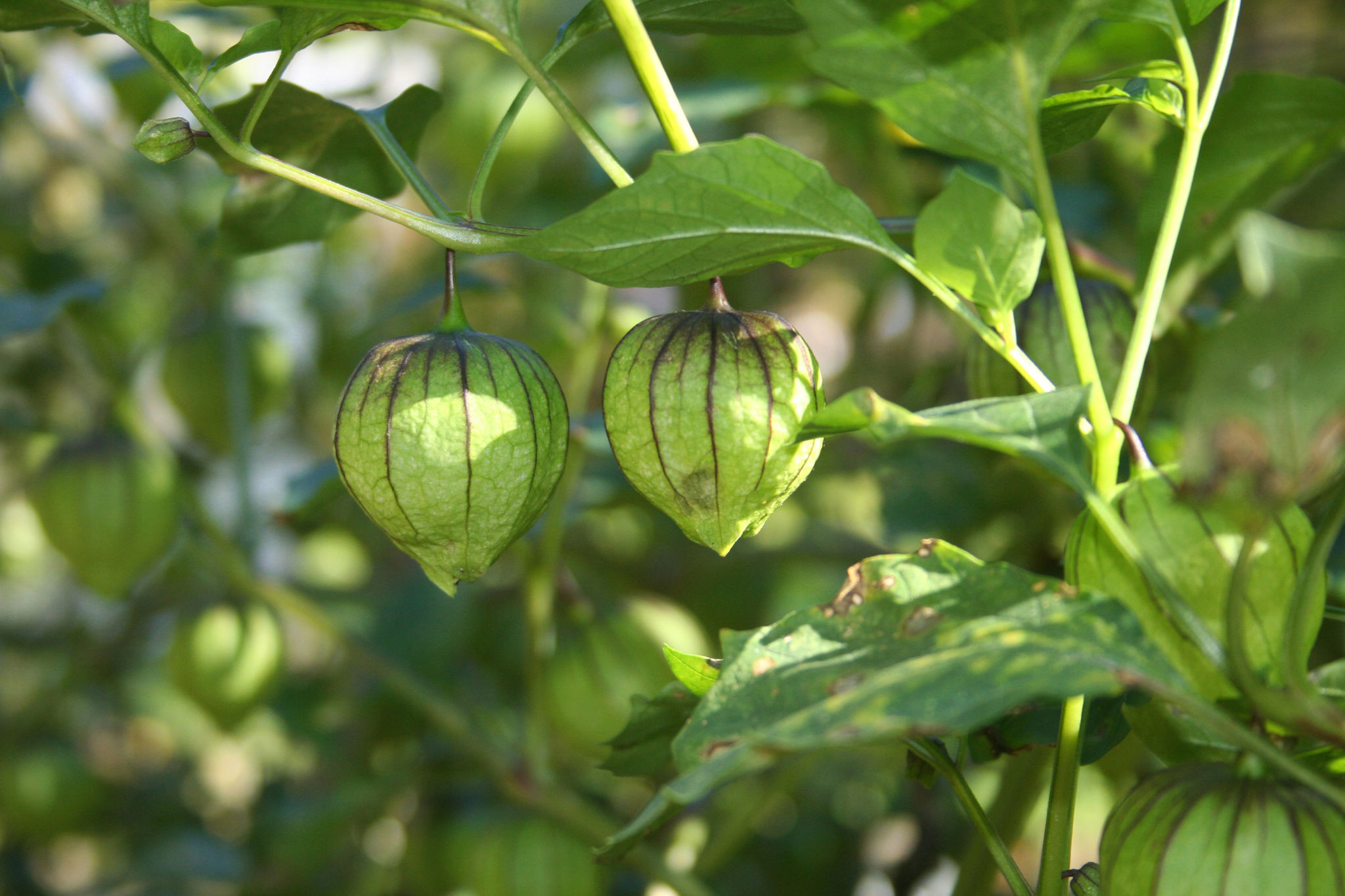 Fresh Organic Tomatillo Growing in Garden Shallow DOF Fresh Organic Tomatillo Growing in Garden Shallow DOF