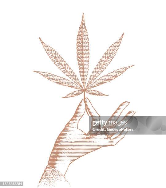 hand holding cannabis leaf - marijuana leaf stock illustrations